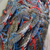 昭通海鲜活体空运